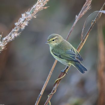 Phylloscopus collybita