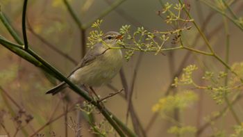 Phylloscopus collybita