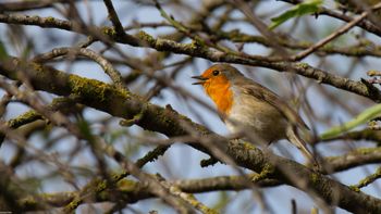 Erithacus rubecula