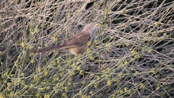 Argya quamiceps - Arabian Babbler