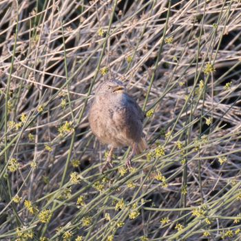 Argya squamiceps - Arabian Babbler