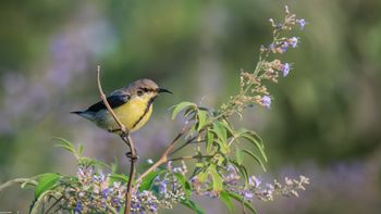 Cinnyris asiaticus - Purple Sunbird