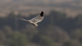 Circus macrourus - Pallid Harrier