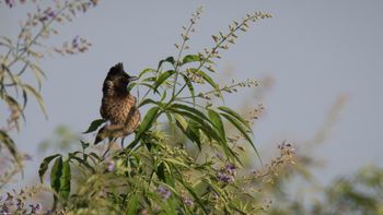 Pycnonotus cafer - Red-vented Bulbul