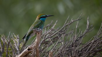 Merops cyanophrys - Arabian Green Bee-eater