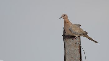 Spilopelia senegalensis - Laughing Dove