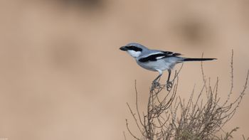 Lanius excubitor - Great Grey Shrike