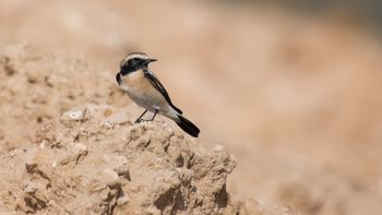 Oenanthe deserti - Desert Wheatear