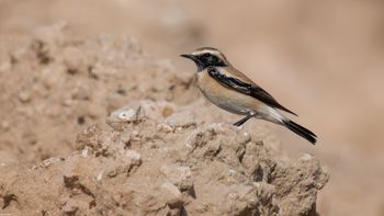 Oenanthe deserti - Desert Wheatear