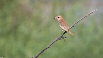 Lanius isabellinus - Isabelline Shrike