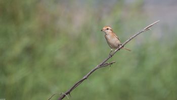 Lanius isabellinus - Isabelline Shrike