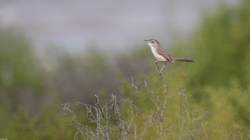 Prinia lepida - Delicate Prinia 