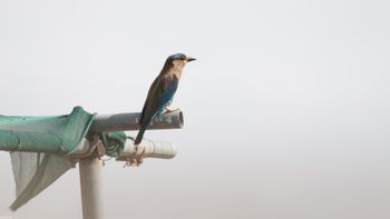 Coracias benghalensis - Indian Roller