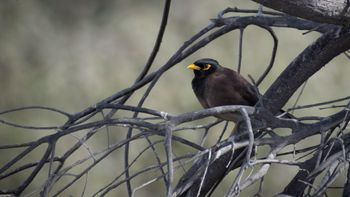 Acridotheris tristis - Common Myna