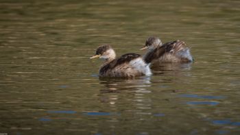 Tachybabtus ruficollis - Little Grebe