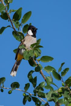 Pycnonotus leucotis - White-eared Bulbul