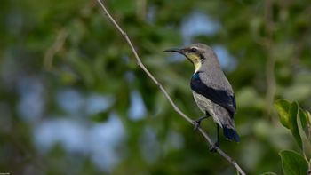 Cinnyris asiaticus - Purple Sunbird