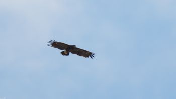 Clanga clanga - Greater Spotted Eagle