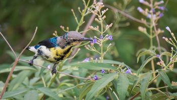 Cinnyris asiaticus - Purple Sunbird