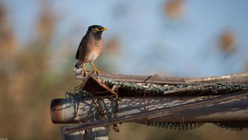 Acridotheris tristis - Common Myna