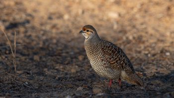 Ortygornis pondicerianus - Grey Francolin