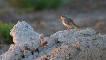 Galerida cristata - Crested Lark