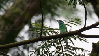 Merops viridis - Blue-throated Bee-eater