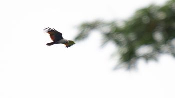 Haliastur indus - Brahminy Kite