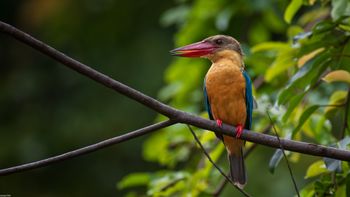 Pelargopsis capensis - Stork-billed Kingfisher