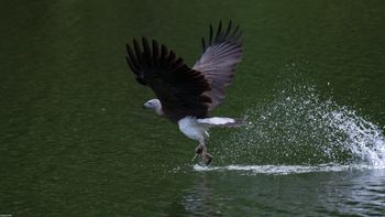 Icthyophaga ichthyaetus - Grey-headed Fish-Eagle