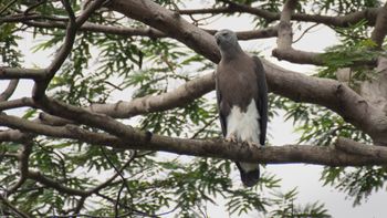 Icthyophaga ichthyaetus - Grey-headed Fish-Eagle