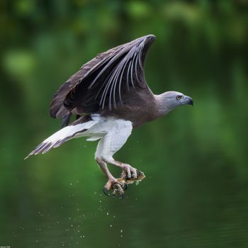 Icthyophaga ichthyaetus - Grey-headed Fish-Eagle