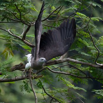 Icthyophaga ichthyaetus - Grey-headed Fish-Eagle