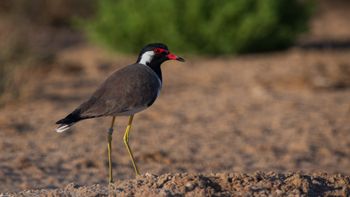 Vanellus indicus - Red-wattled Lapwing