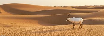 Dubai Desert & Arabian Oryx