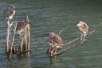 Nycticorax Nycticorax juv.