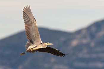 Ardea cinerea