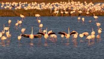 Phoenicopterus Roseas