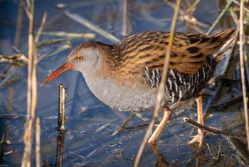 Rallus Aquaticus