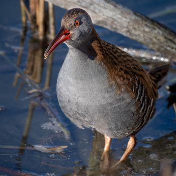 Rallus Aquaticus