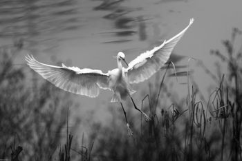 Egretta Garzetta