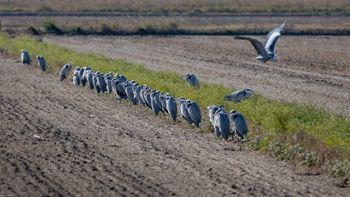 Ardea cinerea