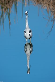 Ardea Cinerea