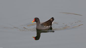 Gallinula chloropus