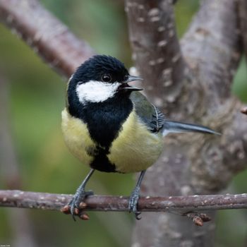 Parus major