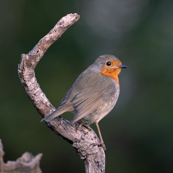 Erithacus rubecula