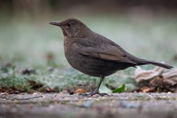 Turdus merula