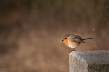 Erithacus rubecula