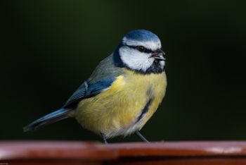 Cyanistes caeruleus