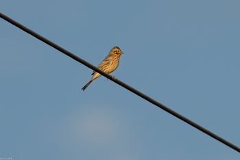 Emberiza citrinella